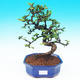 Pokojová bonsai - Carmona macrophylla PB215277 - 1/5