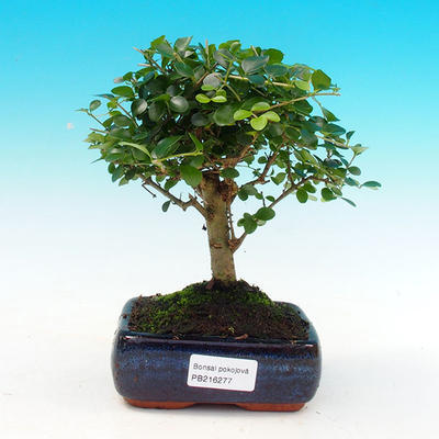 Pokojová bonsai -Ligustrum retusa - malolistý ptačí zob PB216277 - 1