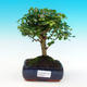 Pokojová bonsai -Ligustrum retusa - malolistý ptačí zob PB216277 - 1/3