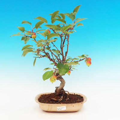 Venkovní bonsai -Maloplodá jabloň VB13277 - 1