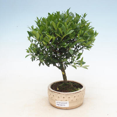 Pokojová bonsai - Ilex crenata - Cesmína