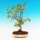 Venkovní bonsai -Maloplodá jabloň VB13277 - 1/2