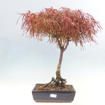 Venkovní bonsai - Javor dlanitolistý - Acer palmatum RED PYGMY - 1