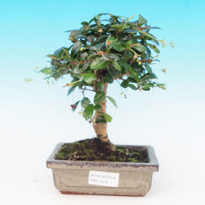 Pokojová bonsai - Carmona macrophylla PB214279 - 1