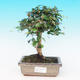Pokojová bonsai - Carmona macrophylla PB214279 - 1/5