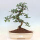 Pokojová bonsai - Carmona macrophylla - Čaj fuki - 1/7