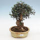 Pokojová bonsai - Olea europaea sylvestris -Oliva evropská drobnolistá - 1/3