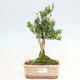 Pokojová bonsai - Buxus harlandii -korkový buxus - 1/6