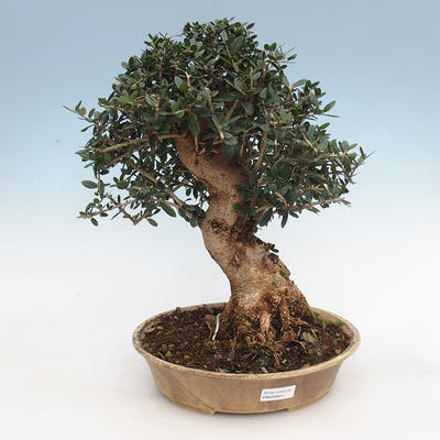 Pokojová bonsai - Olea europaea sylvestris -Oliva evropská drobnolistá - 1