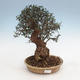 Pokojová bonsai - Olea europaea sylvestris -Oliva evropská drobnolistá - 1/4