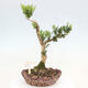 Pokojová bonsai - Buxus harlandii -korkový buxus - 1/6