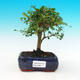 Pokojová bonsai -Ligustrum retusa - malolistý ptačí zob PB216281 - 1/3