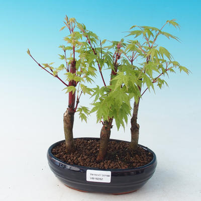 Venkovní bonsai - Acer pal. Sango Kaku - Javor dlanitolistý - 1
