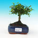 Pokojová bonsai -Ligustrum retusa - malolistý ptačí zob PB216283 - 1/3