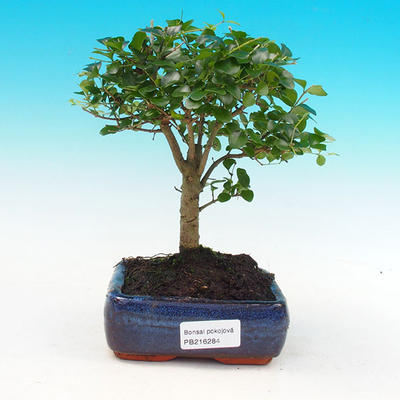 Pokojová bonsai -Ligustrum retusa - malolistý ptačí zob PB216284 - 1