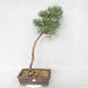 Venkovní bonsai - Pinus sylvestris Watereri  - Borovice lesní VB2019-26839 - 1/4