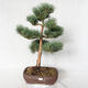 Venkovní bonsai - Pinus sylvestris Watereri  - Borovice lesní VB2019-26848 - 1/4