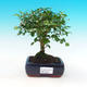 Pokojová bonsai -Ligustrum retusa - malolistý ptačí zob PB216285 - 1/3