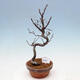 Venkovní  bonsai -  Chaneomeles chinensis - Kdoulovec čínsky - 1/4