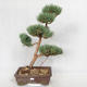 Venkovní bonsai - Pinus sylvestris Watereri  - Borovice lesní VB2019-26852 - 1/4
