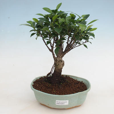 Pokojová bonsai - Ficus retusa -  malolistý fíkus - 1