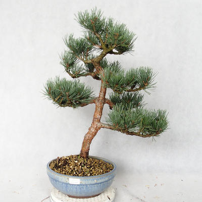 Venkovní bonsai - Pinus sylvestris Watereri  - Borovice lesní VB2019-26859 - 1