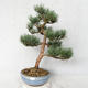 Venkovní bonsai - Pinus sylvestris Watereri  - Borovice lesní VB2019-26859 - 1/4