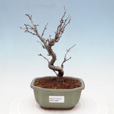 Venkovní bonsai - Blýskalka chlupatá - Photinia villosa - 1