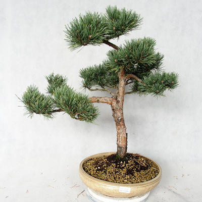 Venkovní bonsai - Pinus sylvestris Watereri  - Borovice lesní VB2019-26868 - 1