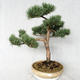 Venkovní bonsai - Pinus sylvestris Watereri  - Borovice lesní VB2019-26868 - 1/4