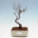 Venkovní bonsai - Blýskalka chlupatá - Photinia villosa - 1/5