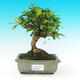 Pokojová bonsai - Carmona macrophylla PB216287 - 1/5