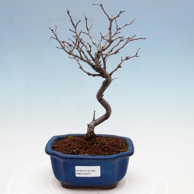 Venkovní bonsai - Blýskalka chlupatá - Photinia villosa - 1