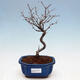 Venkovní bonsai - Blýskalka chlupatá - Photinia villosa - 1/5
