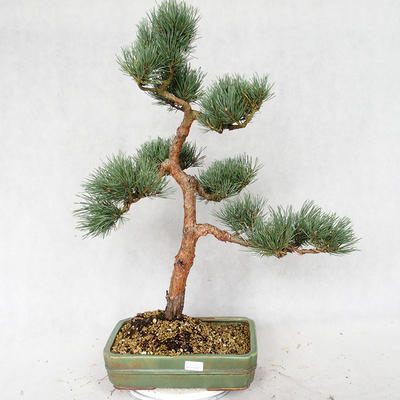 Venkovní bonsai - Pinus sylvestris Watereri  - Borovice lesní VB2019-26877 - 1