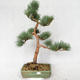 Venkovní bonsai - Pinus sylvestris Watereri  - Borovice lesní VB2019-26877 - 1/4