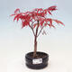 Venkovní bonsai - Javor dlanitolistý - Acer palmatum DESHOJO - 1/4