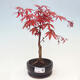 Venkovní bonsai - Javor dlanitolistý - Acer palmatum DESHOJO - 1/4