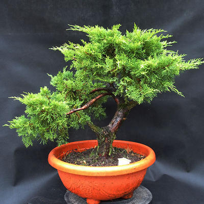 Jalovec - Juniperus sabina NO-28 - 1