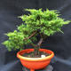 Jalovec - Juniperus sabina NO-28 - 1/7