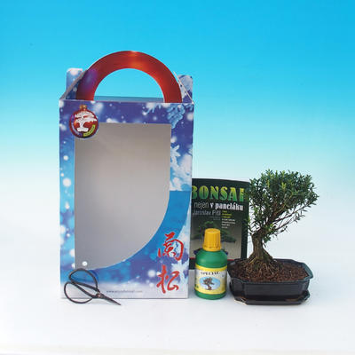 Pokojová bonsai v dárkové krabičce, Buxus harlandii - Pokojový buxus  - 1