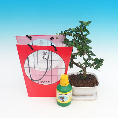 Izbová bonsai v darčekovej taške