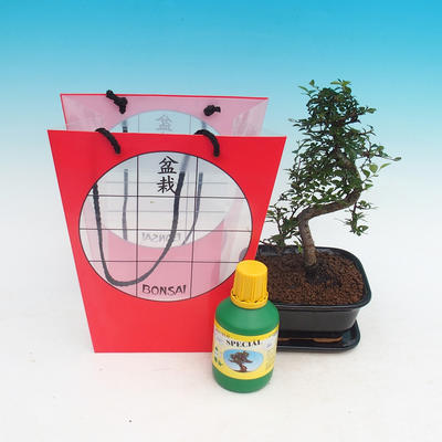 Pokojová bonsai v dárkové tašce, Ulmus parvifolia - Malolistý jilm