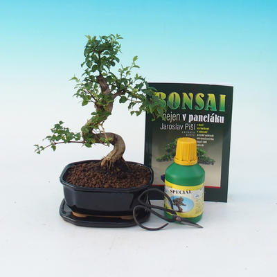Pokojová bonsai sada, Ligustrum chinensiss - Ptačí zob