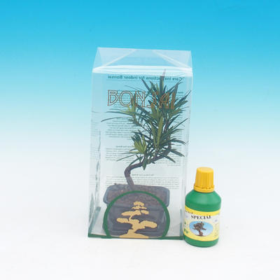 Pokojová bonsai v dárkové krabičce, Podocarpus - Kamenný tis 