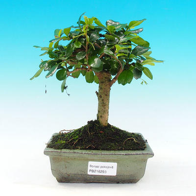 Pokojová bonsai - Carmona macrophylla PB216293 - 1