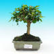Pokojová bonsai - Carmona macrophylla PB216293 - 1/5