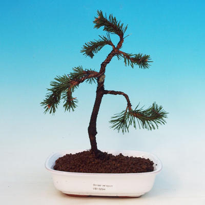 Venkovní bonsai -Borovice kleč VB13294
