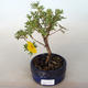 Venkovní bonsai-Mochna křovitá - Dasiphora fruticosa žlutá - 1/2