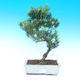 Pokojová bonsai - Podocarpus - kamenný tis - 1/4